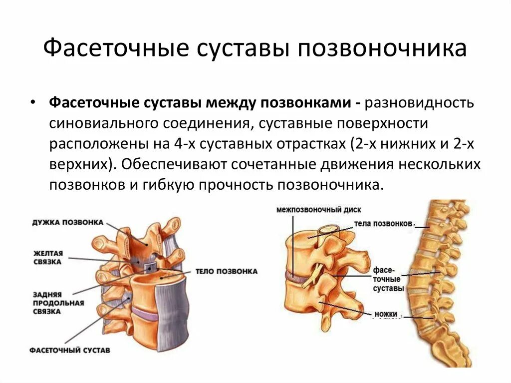 Типы соединения поясничного отдела