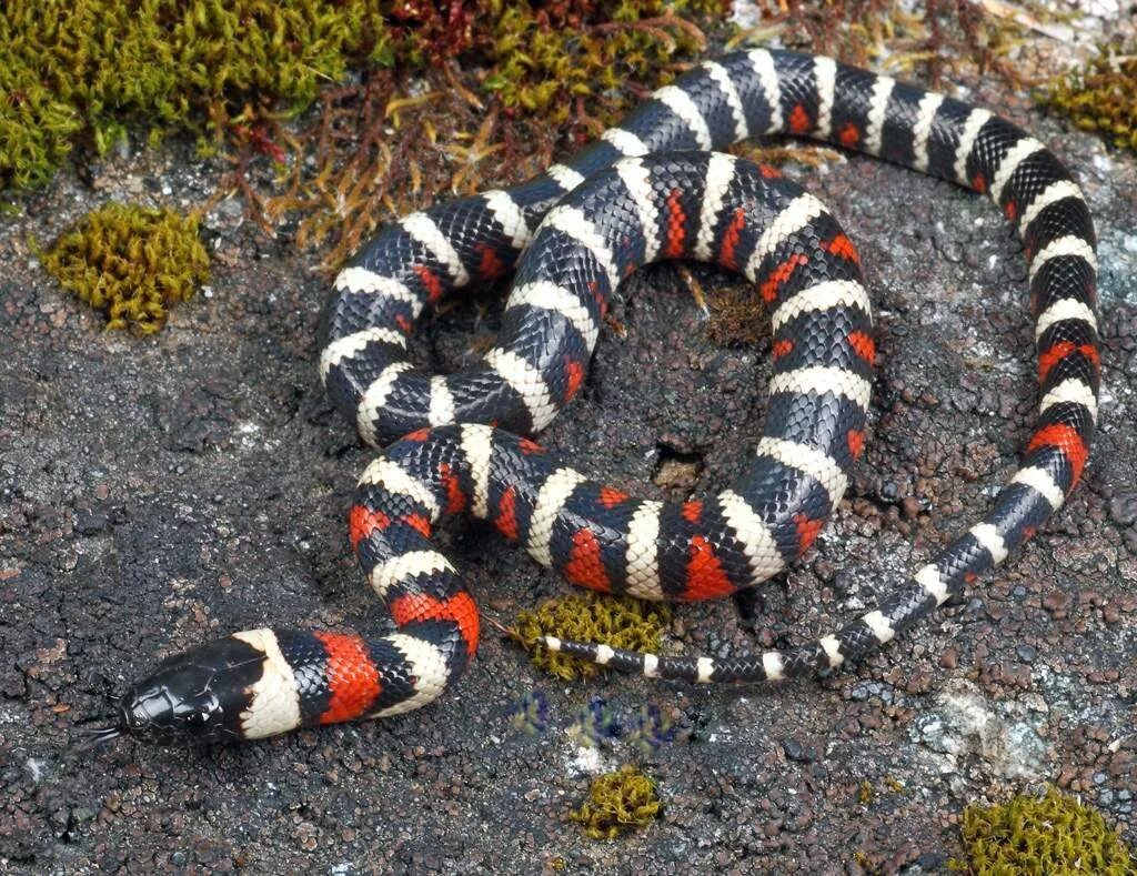 Черно красно белые змеи. Королевская змея (Lampropeltis). Королевская змея Калифорнийская Lampropeltis getulus californiae. Калифорнийская Королевская змея. (Lampropeltis getulus nitida). Горная Королевская змея (Lampropeltis Alterna).