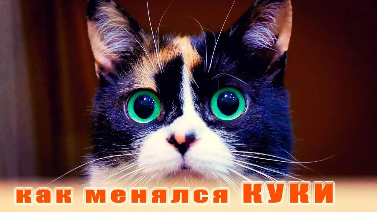 Сколько живут куки. Slivki show куки. куки кот. кошечка куки. кошка сливки шоу.