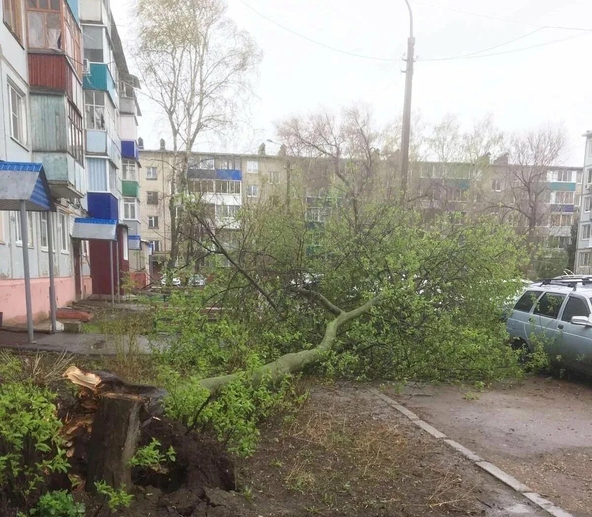 3 апреля сильный ветер. Ураган в Саратове. Упавшее дерево. Поваленное дерево. Дерево упало на улице Ташкентской.