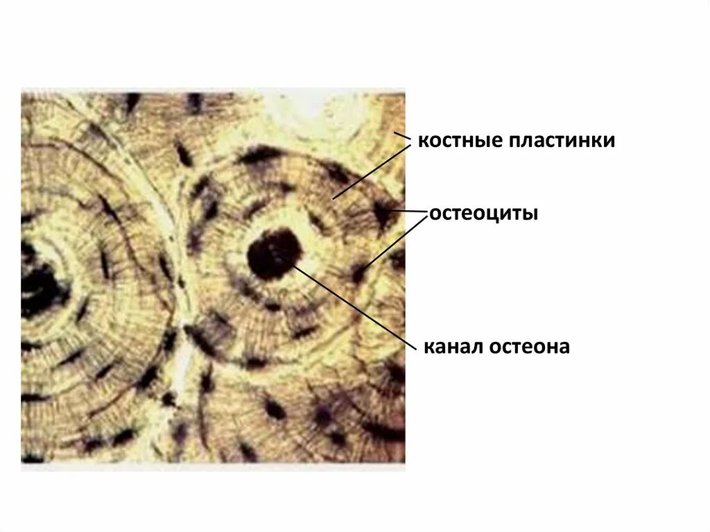 Костная соединительная ткань строение. Строение клетки кости. Костная ткань 8 класс биология. Микроскопическое строение костной ткани. Состав межклеточного вещества костной ткани.