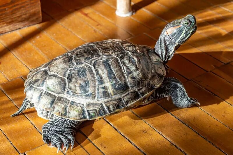 Черепашек выпускают. Черепахи на сейшельских островах. Выпустить черепаху. Выпустить черепаху. Можно ли выгуливать черепаху.