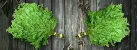 Как заварить пихтовый веник