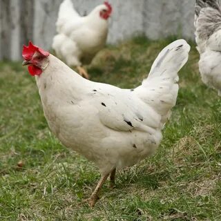 Куры породы коралл отзывы