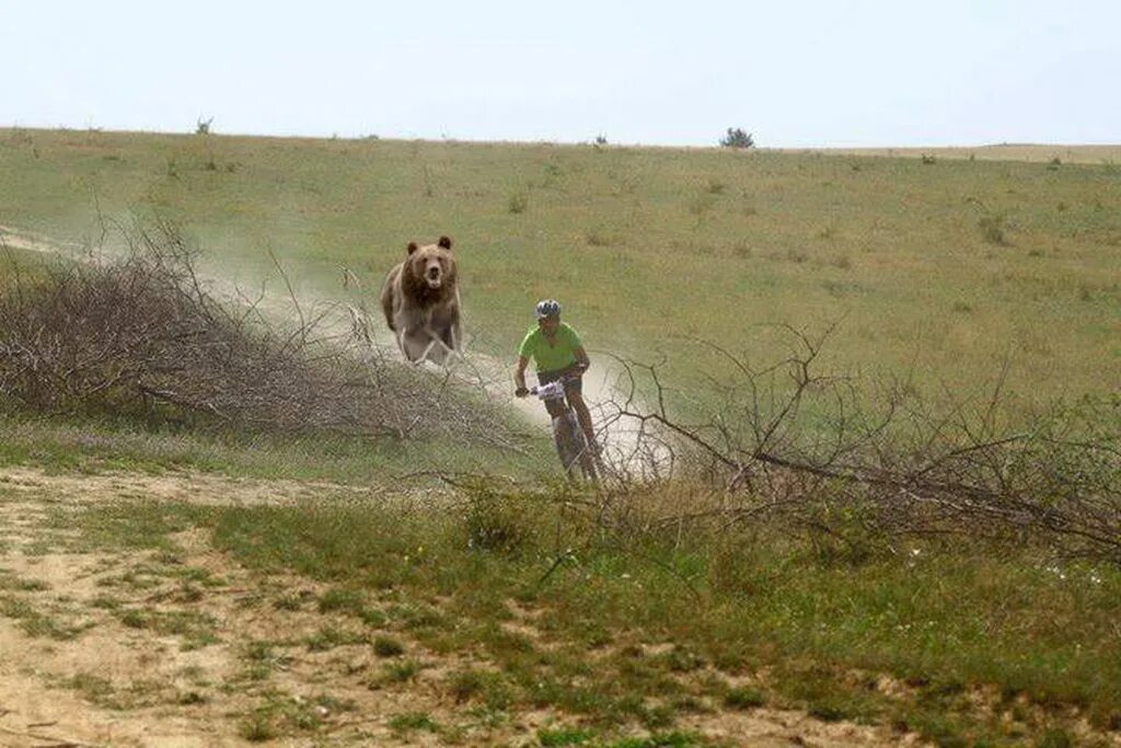 Мужик гонится. Человек убегает от медведя. Медведь бежит. Медведь гонится за велосипедистом. Медведь гонится.