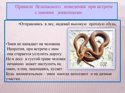 Правила при встрече с гадюкой