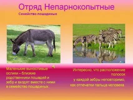 Характеристика непарнокопытных
