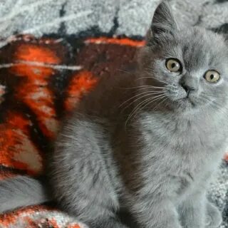 Котята 3 месяца форум