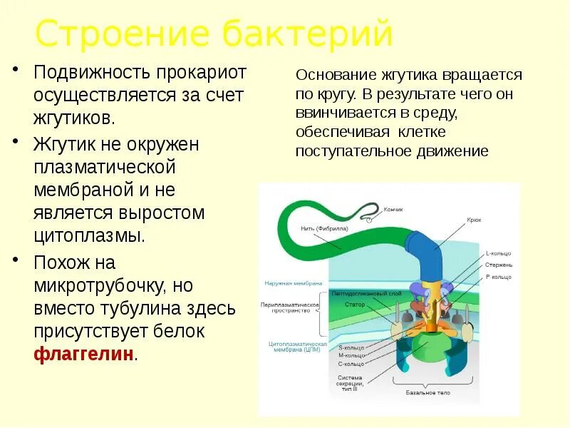 Картинки ЖГУТИКИ ПО ВСЕЙ ПОВЕРХНОСТИ