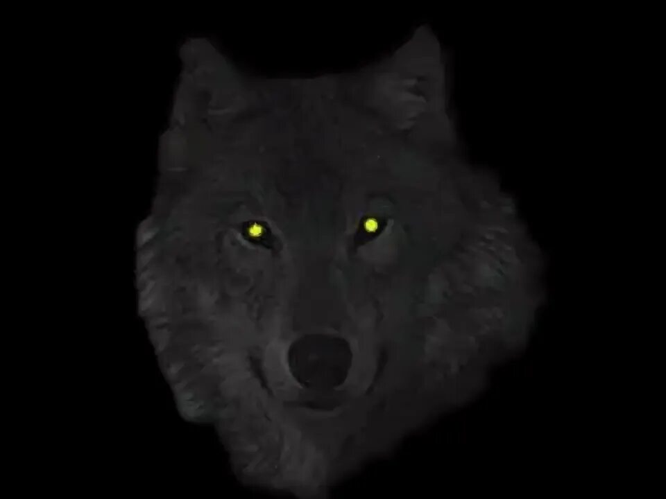 Глаза волка ночью. Глаз волка. Глаза волка в темноте. Волчьи глаза в темноте. Светящиеся глаза волка.