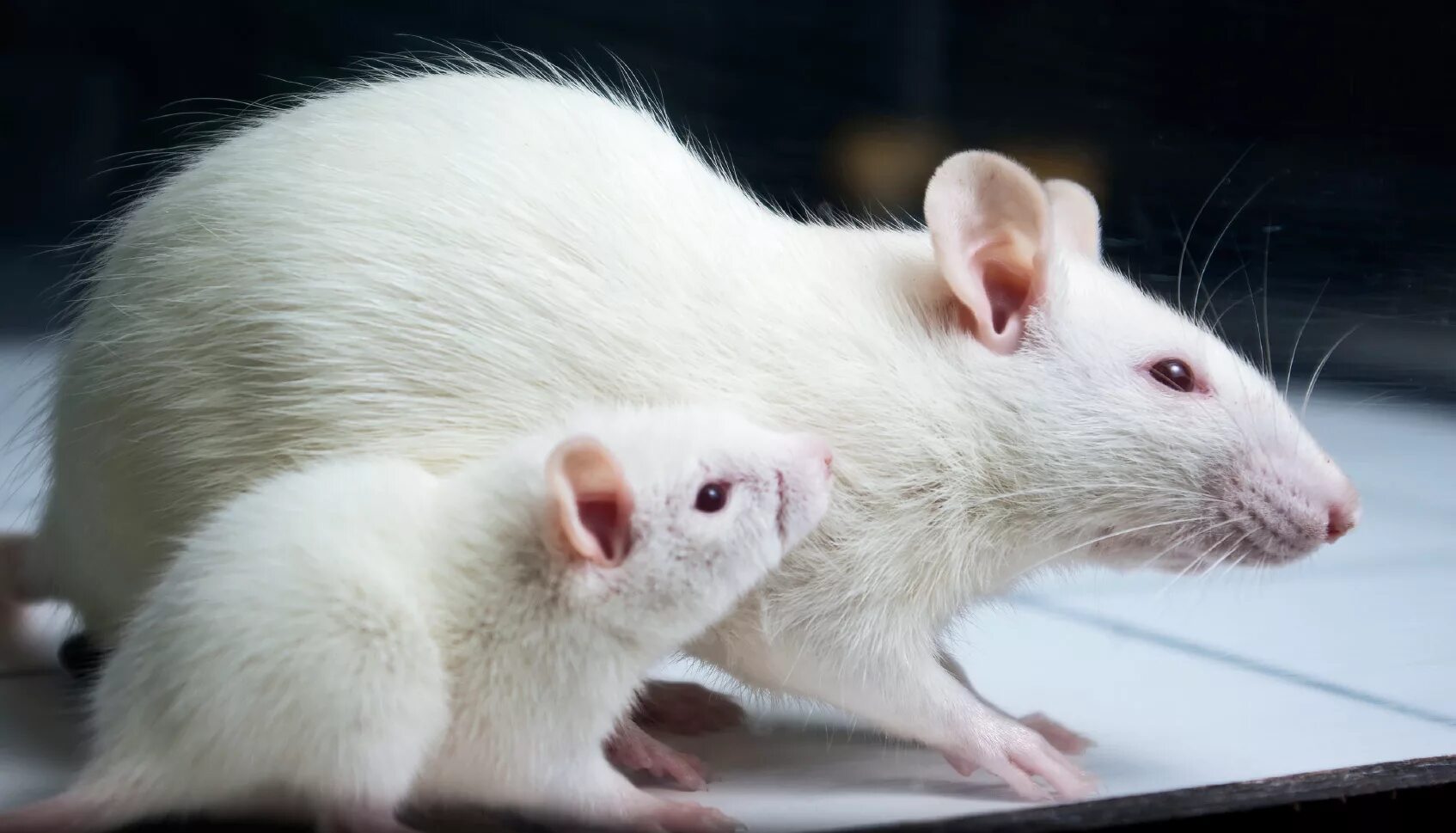 крыса декоративная белая альбинос. крыса белая альбинос дамбо. белая крыса альбинос. сиамская крыса альбинос. хомяк кэмпбелла альбинос.