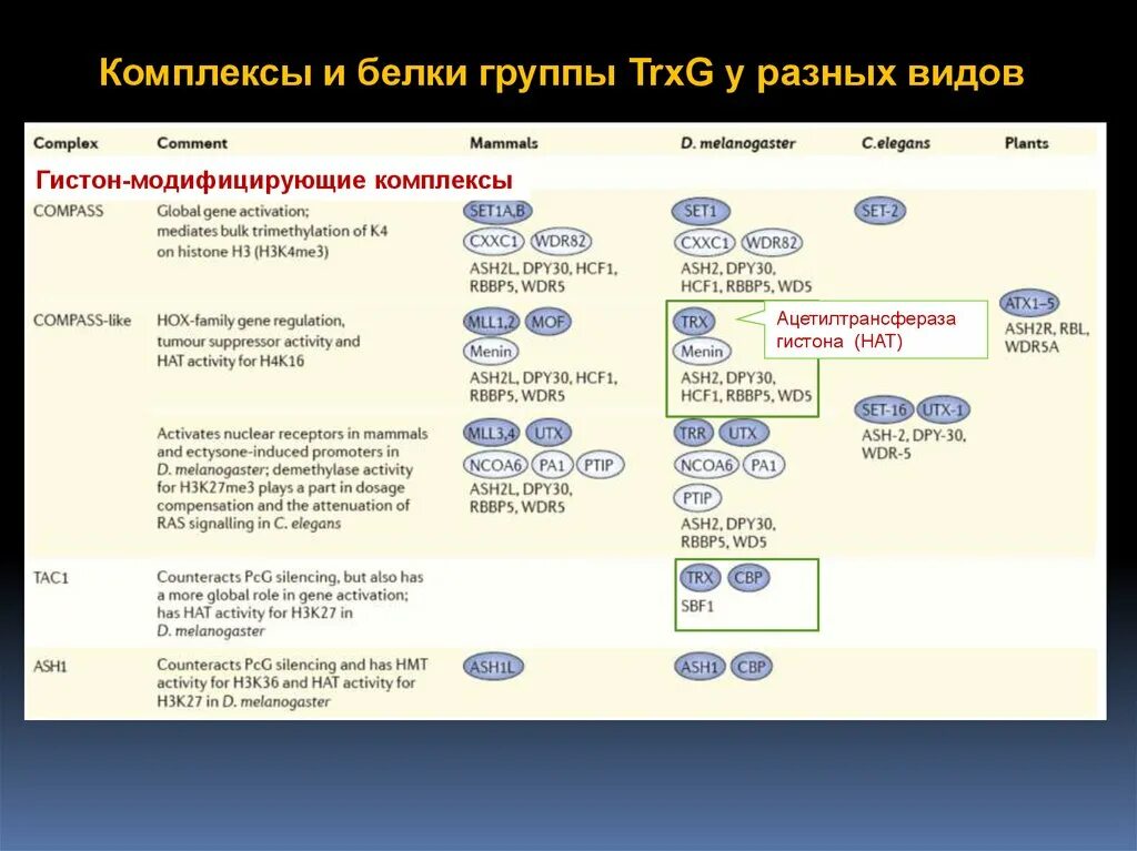 Гистон ацетилтрансфераза. Белковая группа. Белок группы поликомб. N- ацетилтрансфераза формула. Первая группа белков