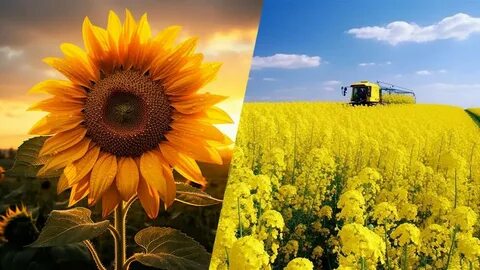 Жалаңаш күнбағыс тұқымдарының фотосы