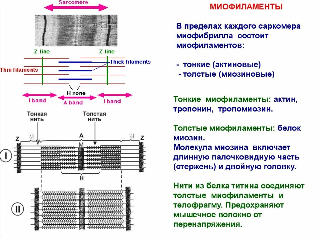 Белки саркомера. Мышечные волокна миофибрилла схема. Строение саркомера мышечного волокна. Схема мышцы — ..... — Нити- миофибриллы. Саркомерное строение миофибрилл.