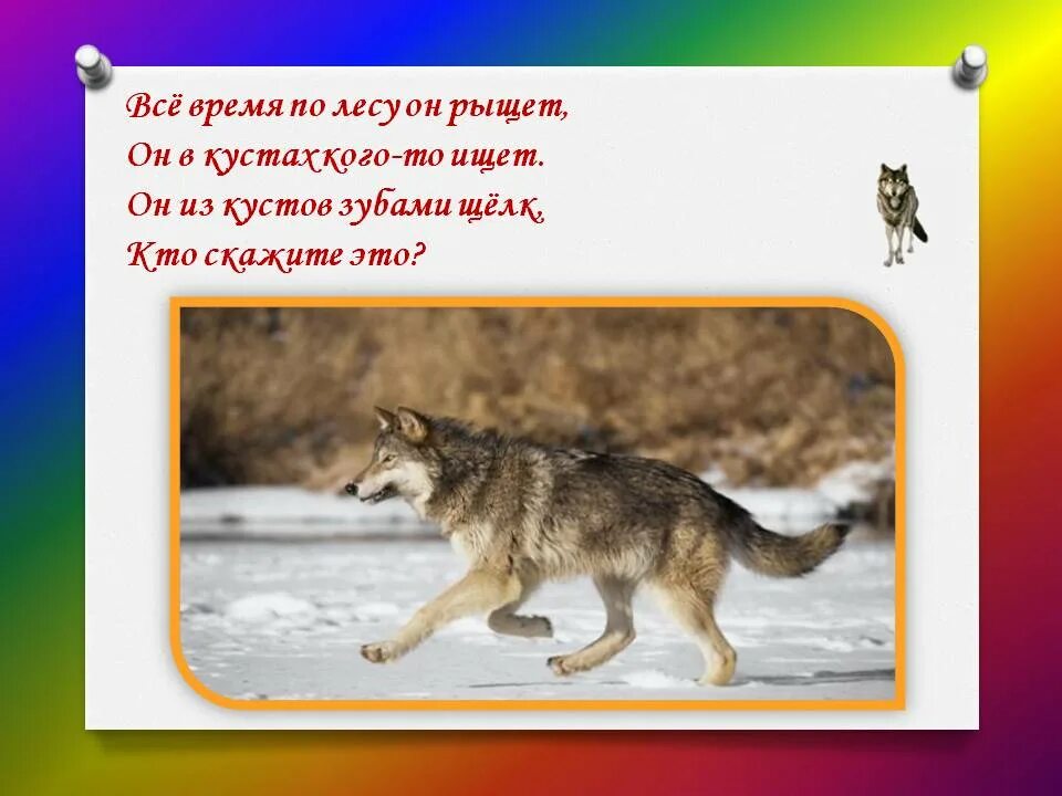 Что тех мест голодный рыскал. Волки рыщут. Волк рыщет по лесу. Он рыщет. Рыщет или рыскает.