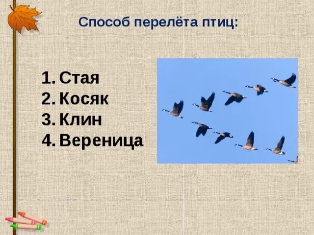 Загадка летела стая птиц. Стая, Клин, вереница птиц. Птицы улетающие вереницей. Вереница перелетных птиц. Косяк птиц.