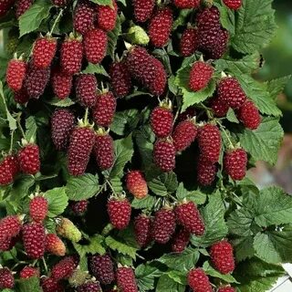 Ежемалина тайберри фото отзывы садоводов