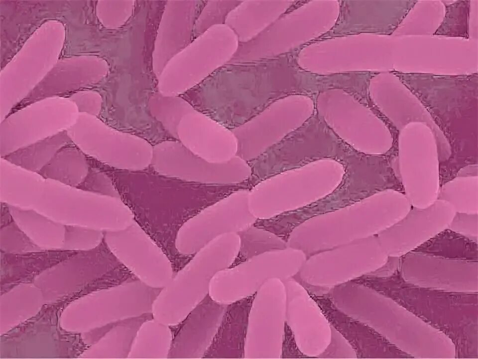 Yersinia. Yersinia. Иерсиния псевдотуберкулез. Возбудителем — бактерия yersinia pestis (чумная палочка). Yersinia pestis чумная палочка.