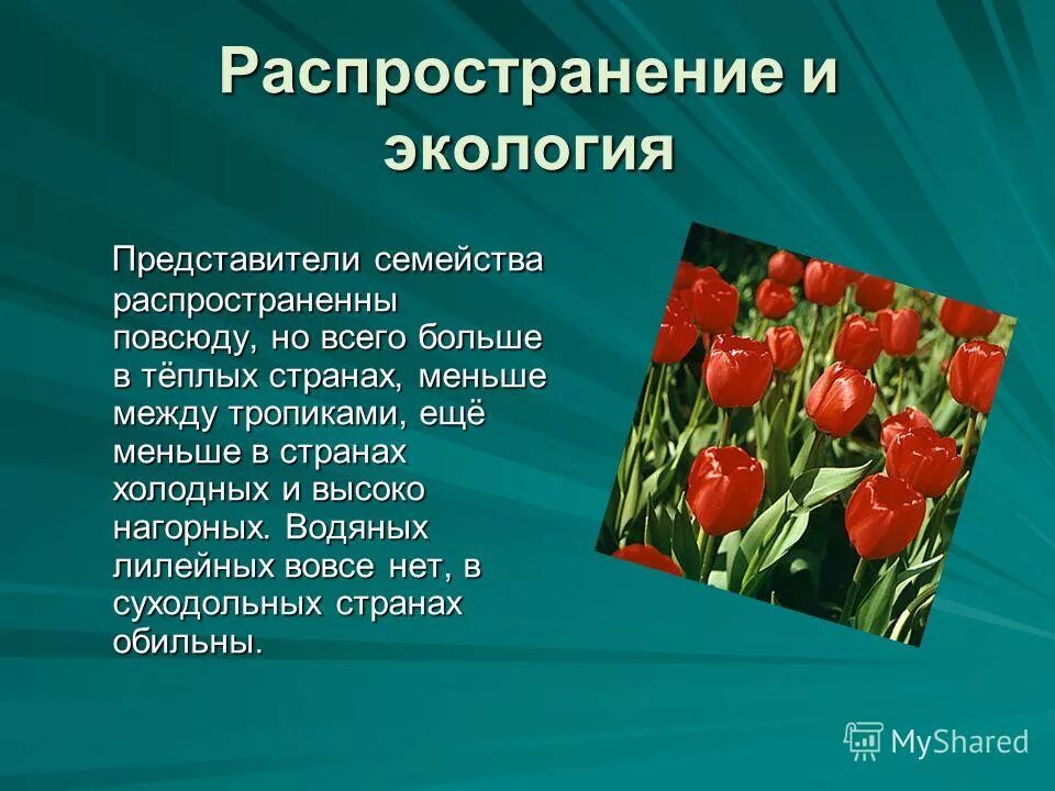 Распространение лилейных. Семейство лилейные распространение. растения из семейства лилейных. среда обитания лилейных.