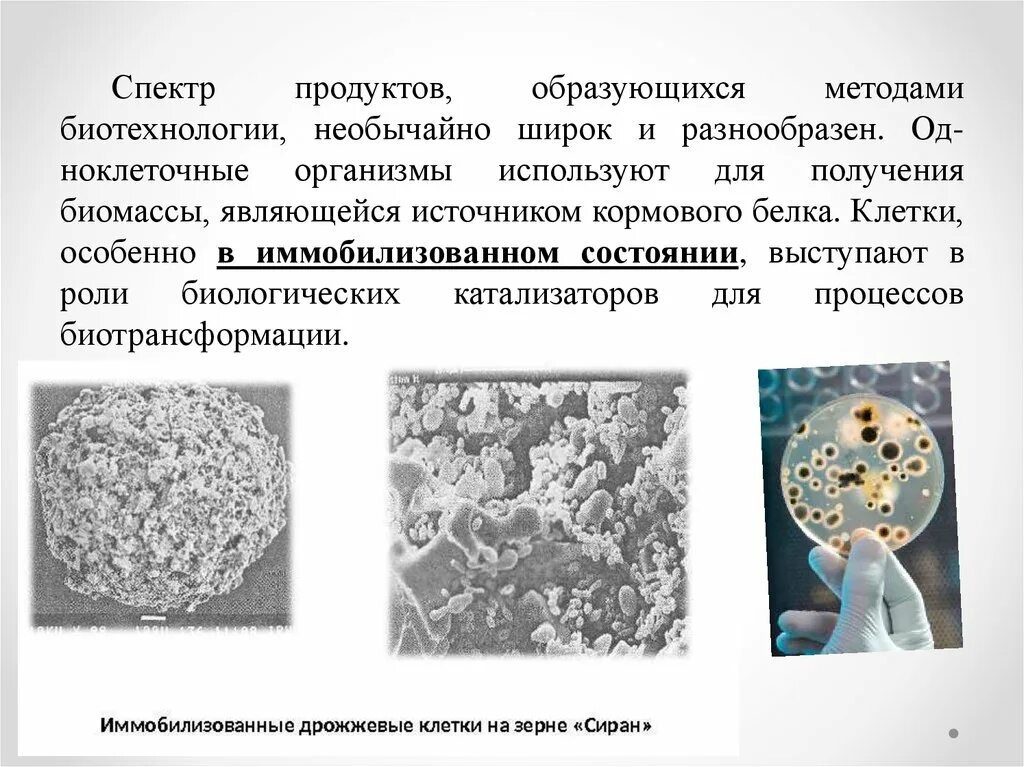 Биотехнология получения белка. Иммобилизованные клетки микроорганизмов. Методы биотехнологии. Классификация биотехнологии. Иммобилизованные клетки в биотехнологии.