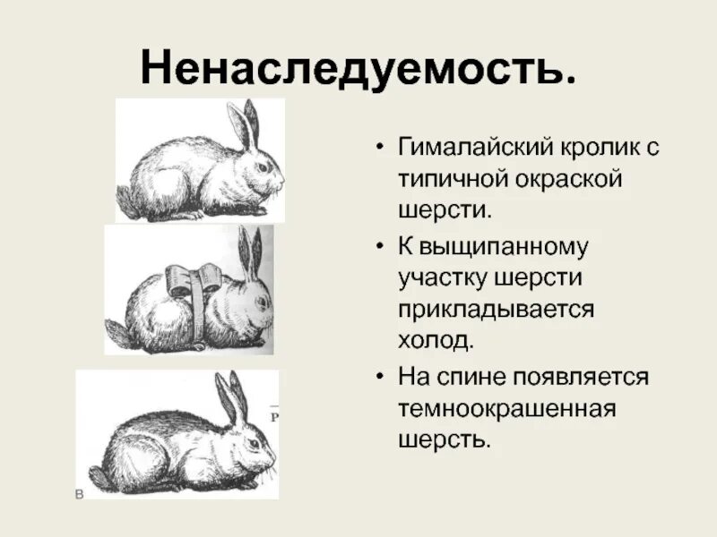 Докажите на примерах ненаследуемость изменений признака. Докажите на примерах ненаследуемость изменений признака