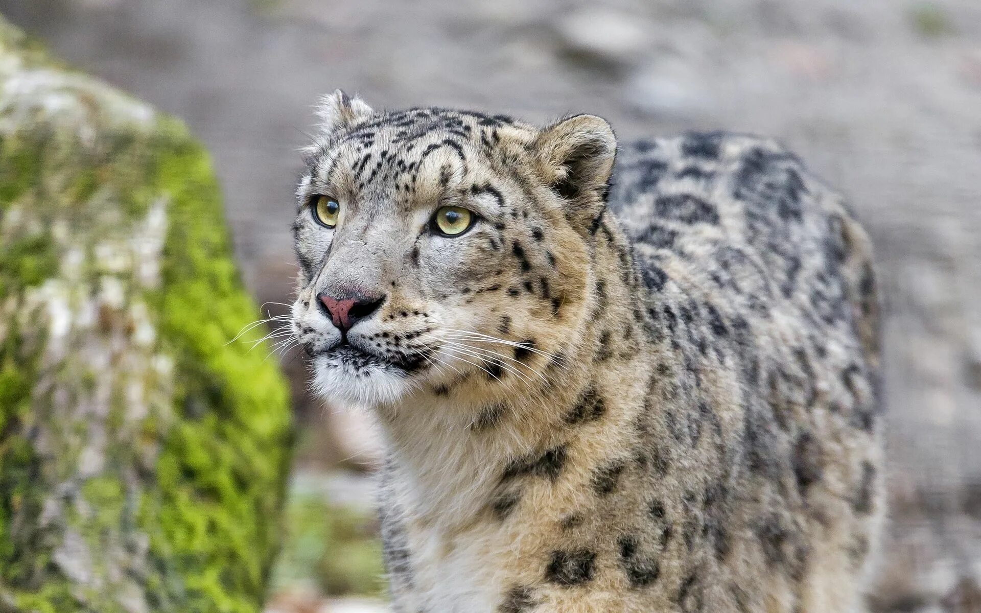 - снежный барс (panthera uncia. Снежный барс uncia uncia. Ирбис (снежный барс) uncia uncia. Снежный барс (ирбис, снежный леопард). Снежный барс (ирбис, снежный леопард).