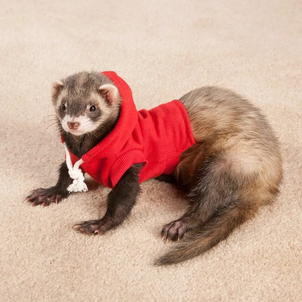 Хорёк хонорик щенки. Ласки домашние животные. Ласки и хорьки. Лоток для хорьков. Угловой туалет для хорьков.