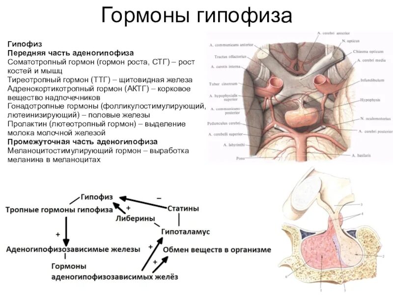 Гормон гипофиза сдать. Функция гормона соматотропин гипофиз. Аденогипофиз вырабатывает гормоны. Промежуточная часть гипофиза гормоны. Гормоны продуцируемые гипофизом.