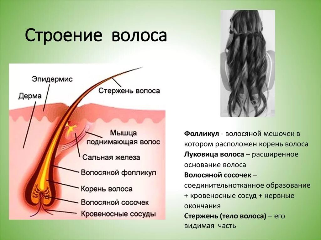Строение волосяного фолликула. Строение волосяной луковицы. Из чего состоит волос человека. Строение волоса человека анатомия.