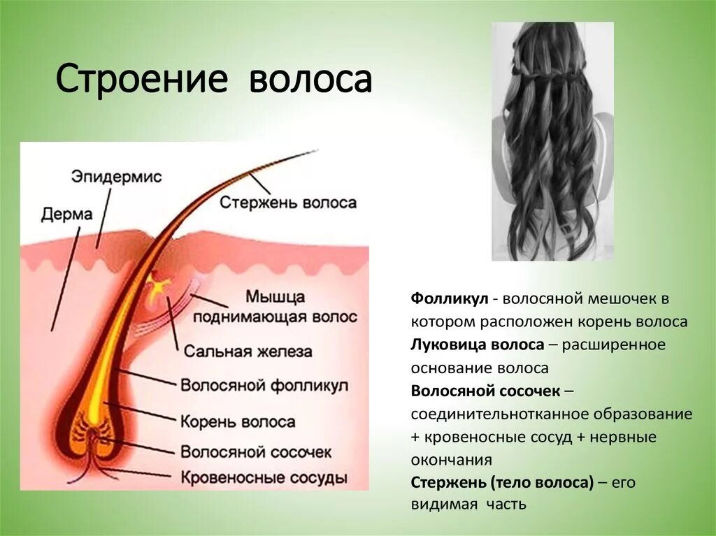 Строение волосяного фолликула. Строение волосяной луковицы. Из чего состоит волос человека. Строение фолликула волоса. Рост волоса происходит за счет