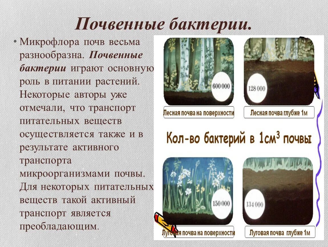 К какой группе относятся микроорганизмы в почве. Почвенные бактерии. Микроорганизмы в почве. Микроорганизмы обитающие в почве. Роль почвенных бактерий в природе.