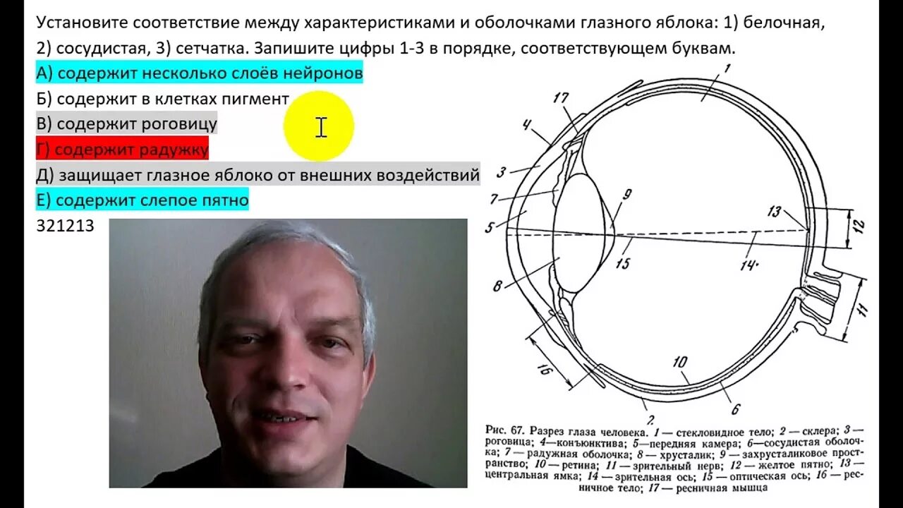 Характеристика оболочек глазного яблока. Установите между оболочками глазного яблока. Защищает глазное яблоко от внешних воздействий. Оболочки глазного яблока содержит несколько нейронов. Содержит несколько слоев нейронов содержит роговицу защищает