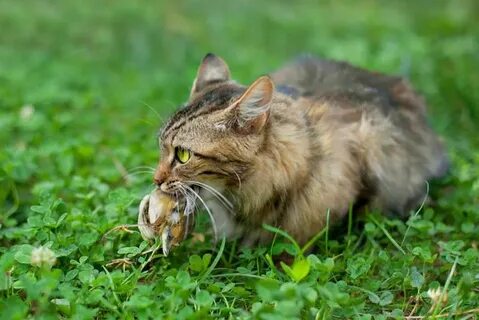 Котята охотятся