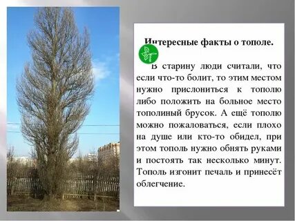 Сколько лет тополю