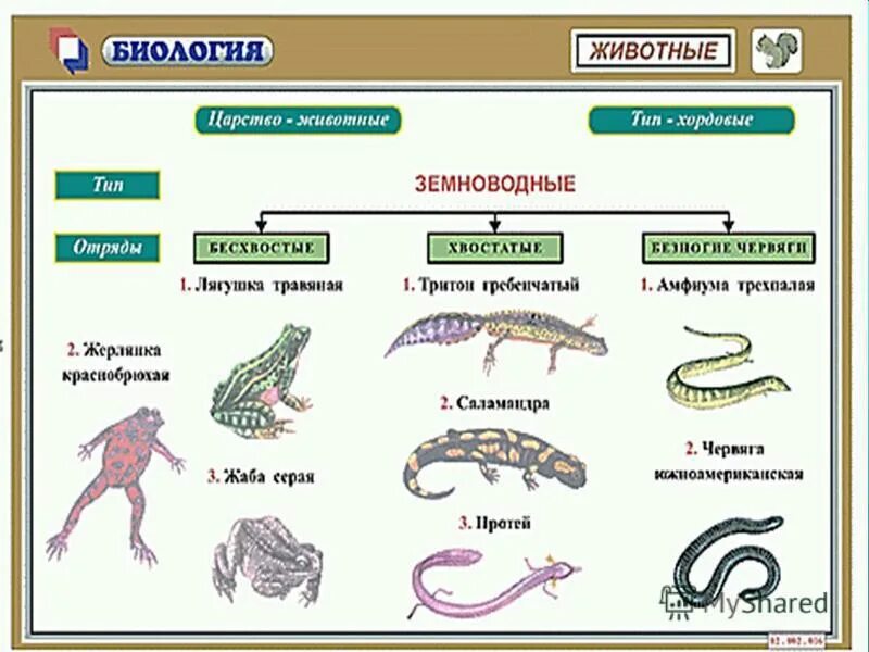 Типы животных в биологии 8 класс. Классификация амфибий схема. Систематика амфибий 7 класс. Класс земноводные классификация. Класс земноводные систематика.