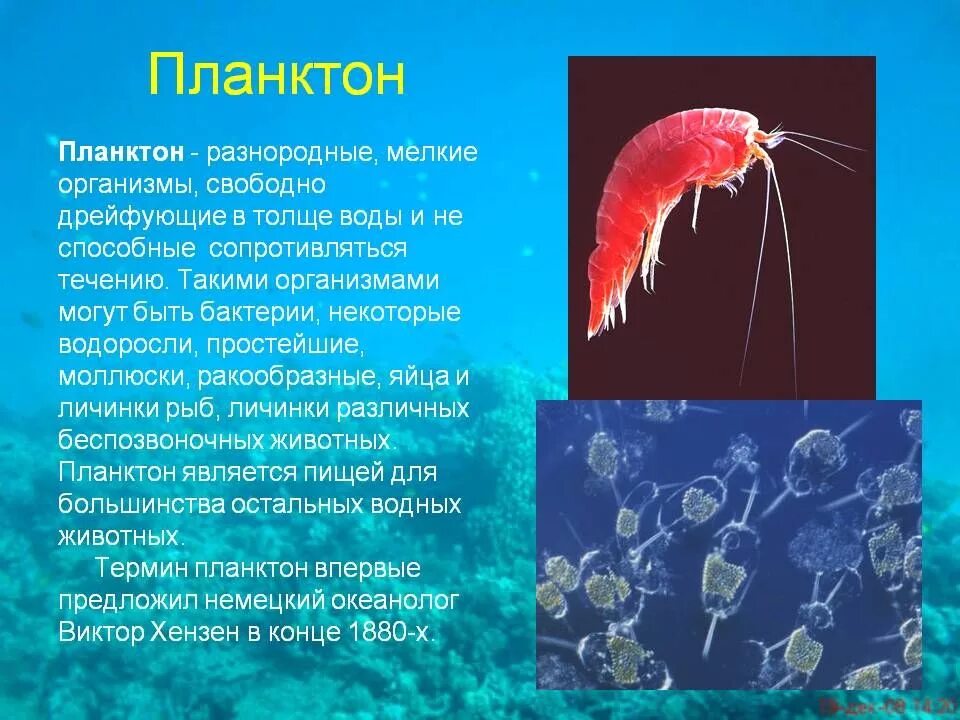 Сообщение о планктоне. Планктонные организмы. Планктон организмы. Планктон по биологии.
