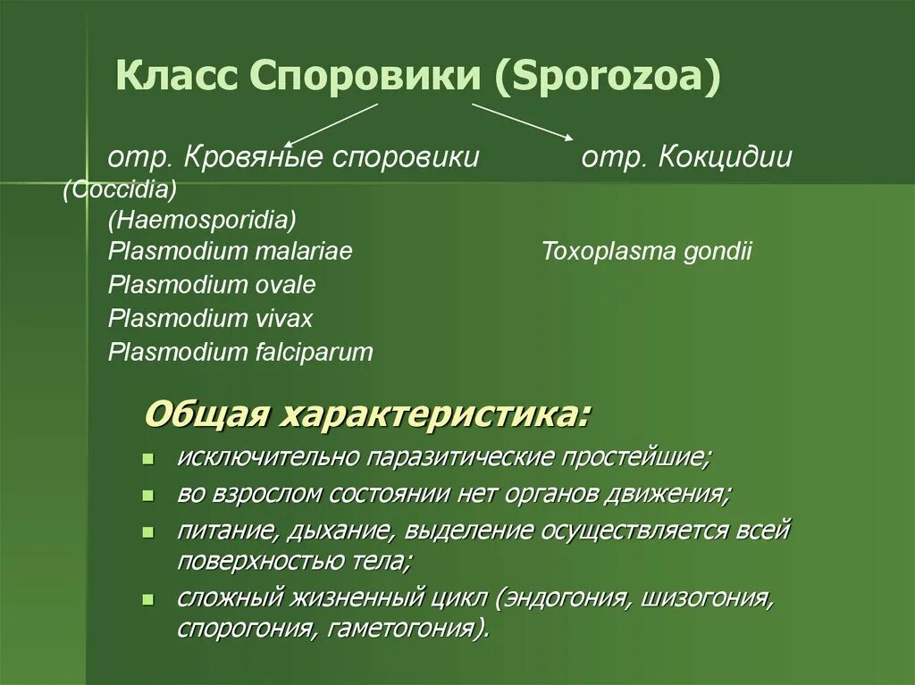 Характеристики класу. Характеристика и классификация класса Споровики. Апикомплексы Споровики. Представители споровиков 7 класс. Класс Споровики общая характеристика.