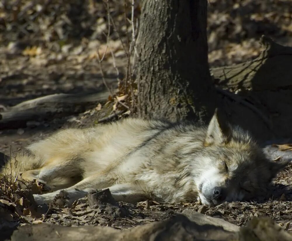 Tulki va bo'ri. Красивые открытки с волком. Волчица. Волки с надписями. Одинокий волк.