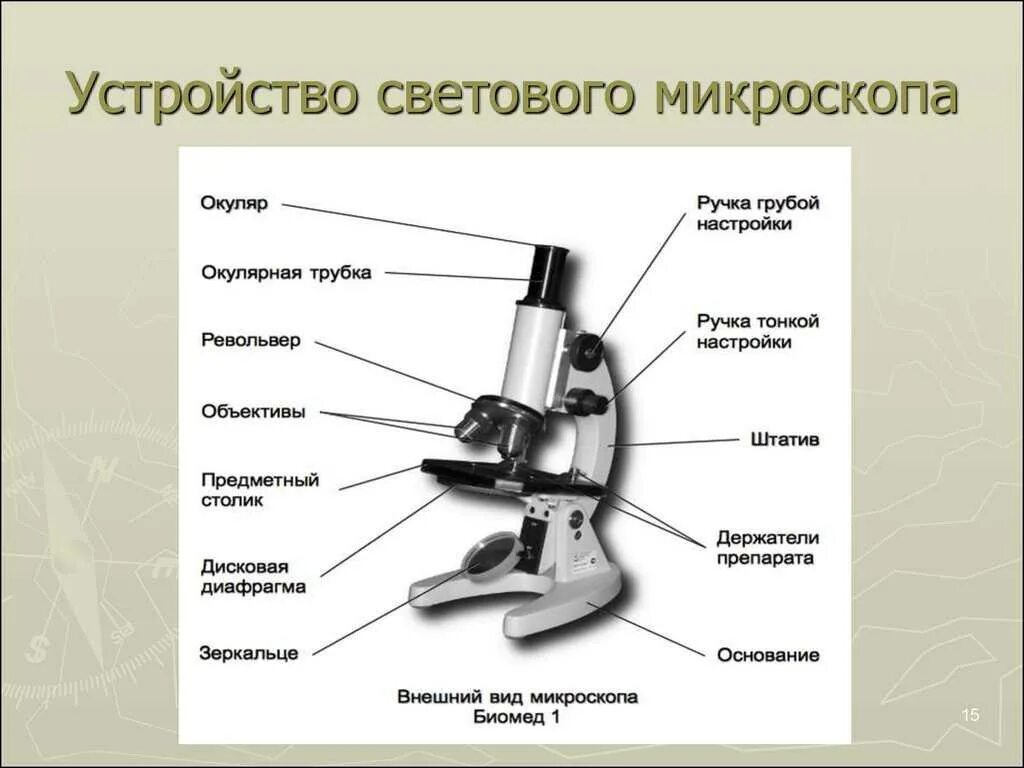 Сделайте подписи к рисунку строение. Строение микроскопа микроскоп световой микроскопа. Основные части микроскопа 5 класс биология. Световой микроскоп строение. Микроскоп вид сбоку чертеж.