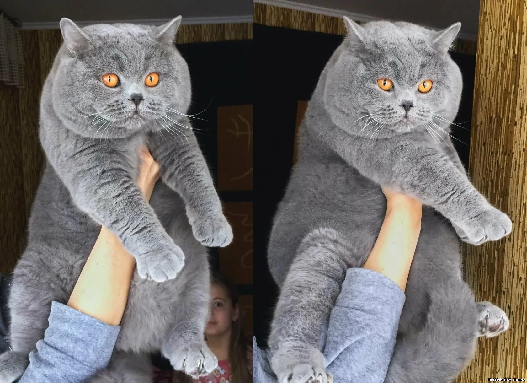 Британский и шотландский кот. Шотландцы и британцы коты. британец шотландец кот. огромный британский кот на руках.