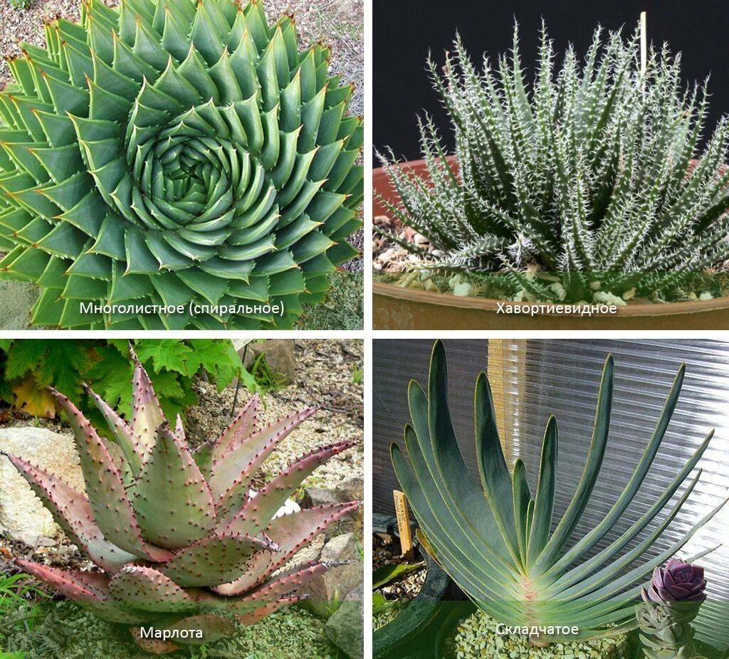 алоэ сколько