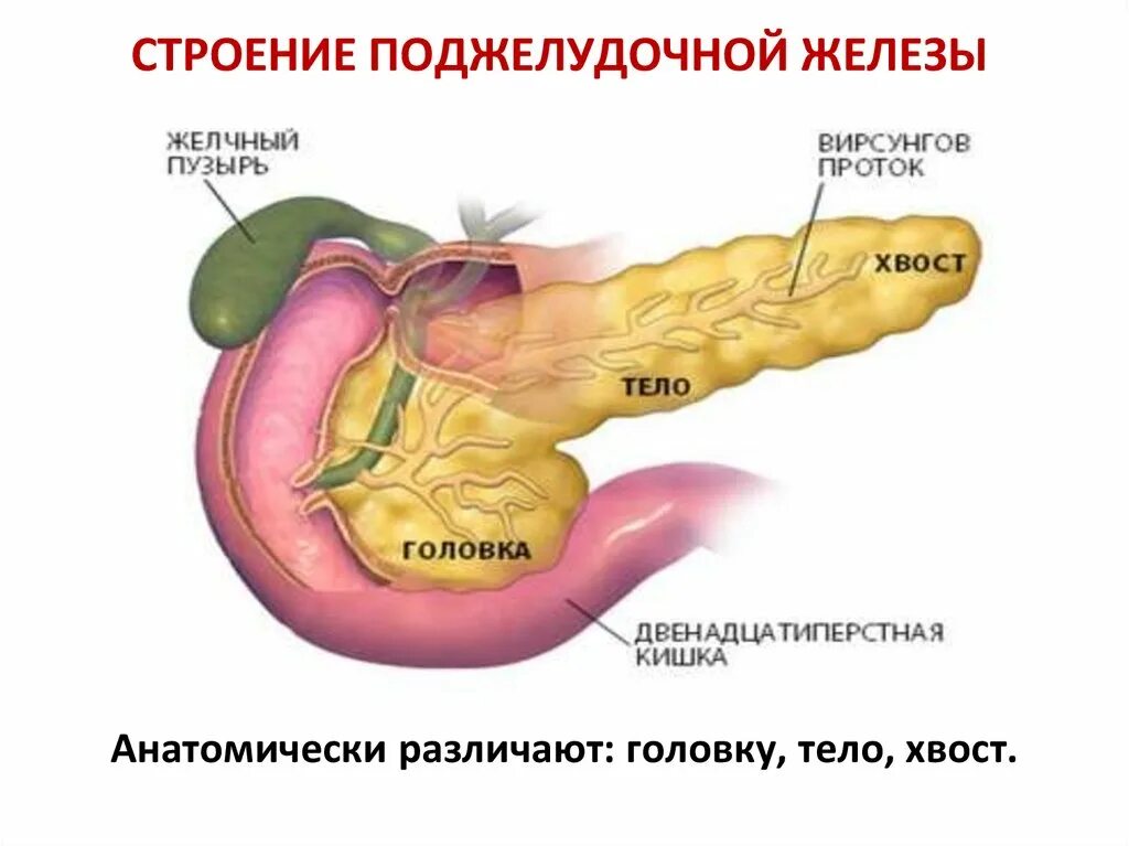 Схема строения поджелудочной железы. Строение поджелудочной железы. Анатомия протоков поджелудочной железы. Анатомическое строение поджелудочной железы. Легкие и поджелудочная железа