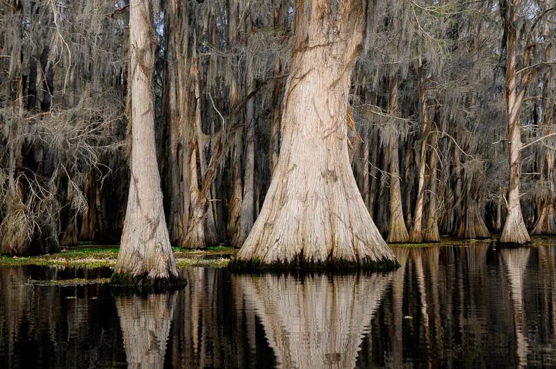 болотный кипарис фото. таксодиум мексиканский (кипарис). кипарисовое озеро абрау дюрсо. болотные кипарисы в сукко. таксодиум двурядный дерево.