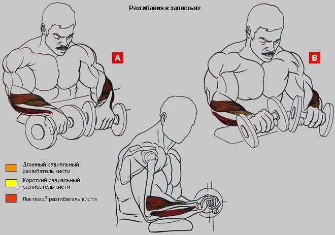 Разгибание кистей со штангой сидя. Плечелучевая мышца предплечья упражнения. Упражнения на локтевой сгибатель запястья. Прокачка предплечий гантелями. Упражнения для прокачки предплечья.