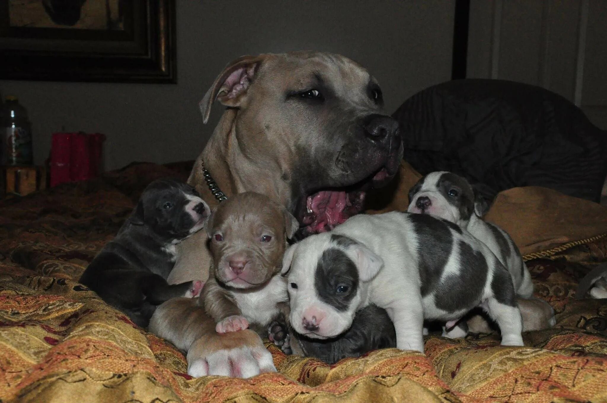 Щенок питбуля месяц. Американский питбультерьер щенок 4 месяца. Американский питбультерьер щенок 5 месяцев. Щенок питбуля месяц. Щенок питбуля 2 месяца.