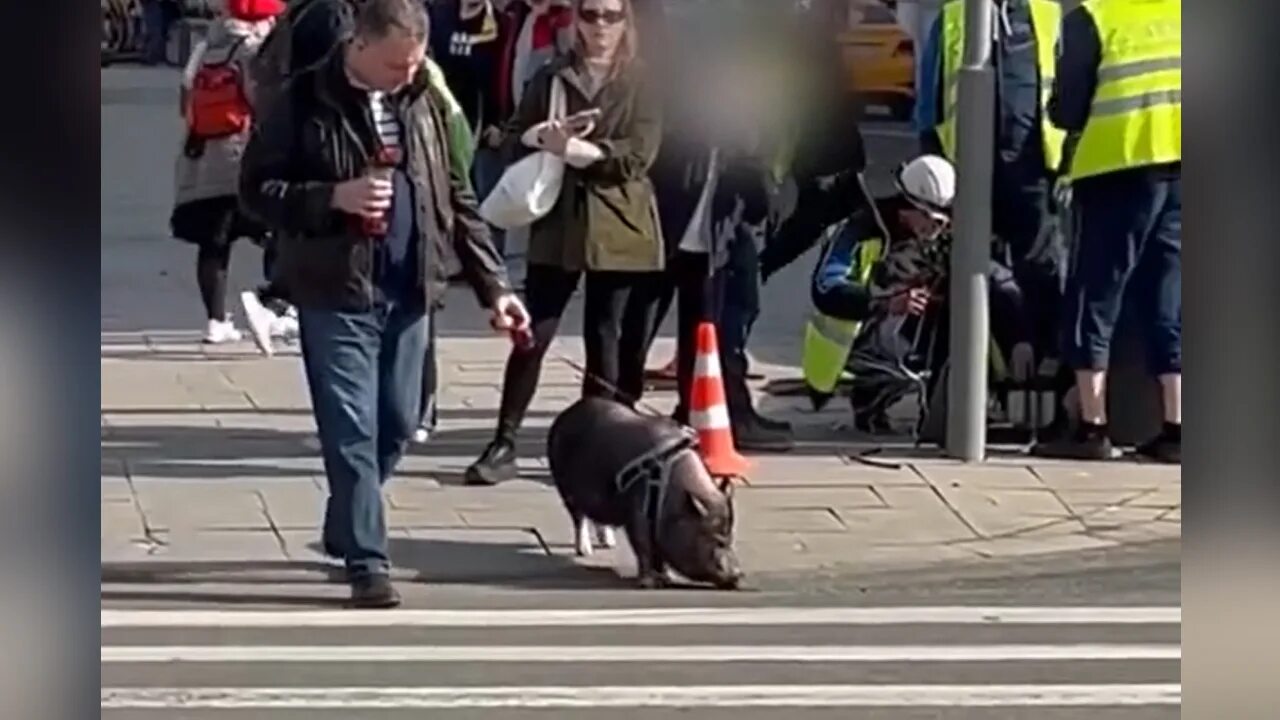 Как гуляют свиньи. Свинья в центре Питера на поводке. Человек на поводке. Свинка гуляет по Москве. Выгул для свиней.