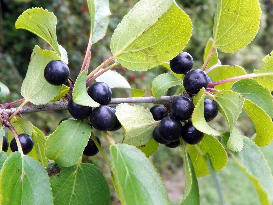 Слабительные ягоды. Жостер слабительный (Rhamnus cathartica). Жостер слабительный Крушина. Крушина слабительная (Rhamnus cathartica). Жостер слабительный (Rhamnus cathartica) дерево.