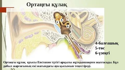 Мария Шараповамен жыныстық қатынас