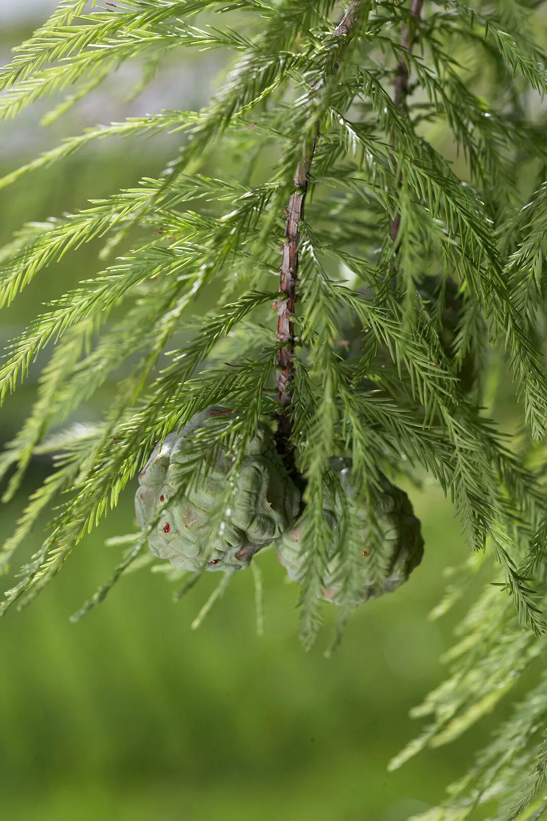 таксодиум двурядный. таксодиум двурядный. таксодиум двурядный. кипарис болотный таксодий. таксодиум мексиканский дерево.