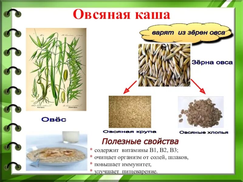 Овес содержание. Овес каша. крупы из овса. овсяная каша из овса. овес и овсяная каша.